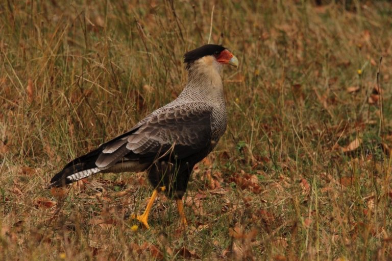 Southern crested caracara or traro